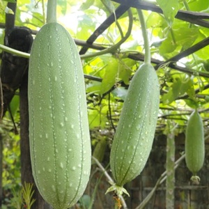گیاه لوفا